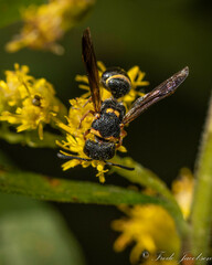 Leptochilus republicanus