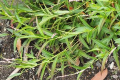 Persicaria decipiens