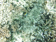 Neoglyphidodon melas