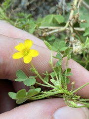 Oxalis suksdorfii