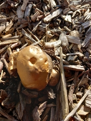 Apioperdon pyriforme