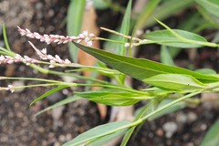 Persicaria decipiens