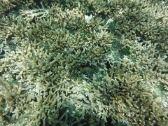 Neoglyphidodon melas