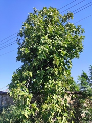 Ficus carica