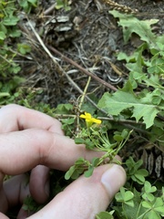 Oxalis suksdorfii