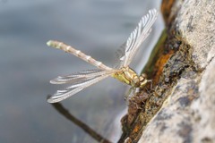 Hemigomphus heteroclytus