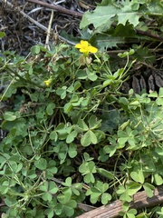 Oxalis suksdorfii