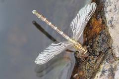 Hemigomphus heteroclytus