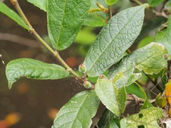 Ficus coronata