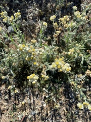 Pseudognaphalium stramineum