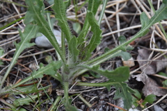 Gaillardia aristata