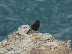 Oenanthe leucura
