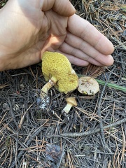 Suillus umbonatus