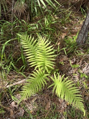 Thelypteridaceae