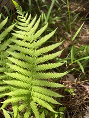 Thelypteridaceae
