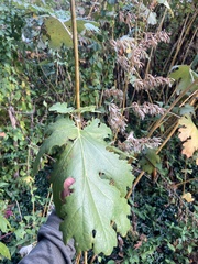 Macleaya cordata