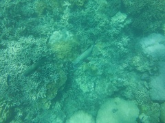 Plectorhinchus chaetodonoides