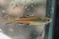 Pseudomugil signifer