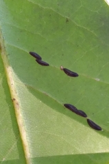 Prococcus acutissimus