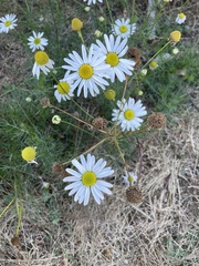 Anthemis arvensis