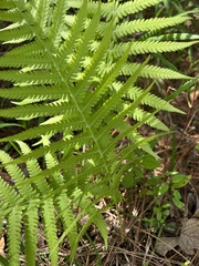 Thelypteridaceae