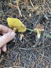 Suillus umbonatus