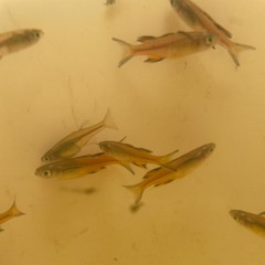 Pseudomugil signifer