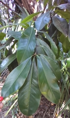 Prococcus acutissimus