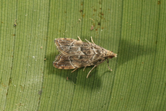 Microphysetica hermeasalis