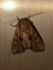 Mniotype occidentalis