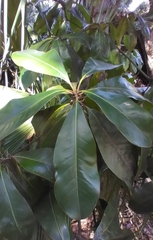 Prococcus acutissimus