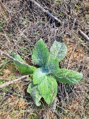 Salvia aethiopis
