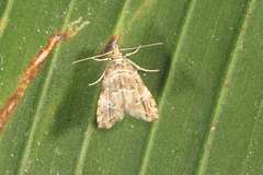 Microphysetica hermeasalis