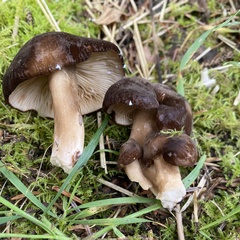 Lactarius fallax