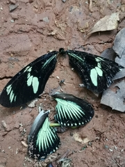 Heliconius doris viridis