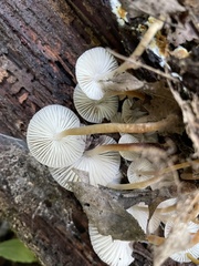 Mycena galericulata