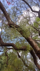 Schinus molle