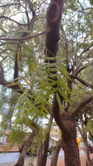 Schinus molle