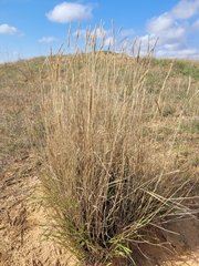Agropyron desertorum