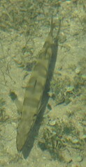 Sphyraena barracuda