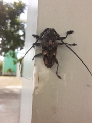 Steirastoma histrionicum