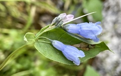 Mertensia