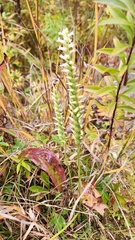 Spiranthes cernua
