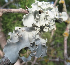 Parmotrema perforatum