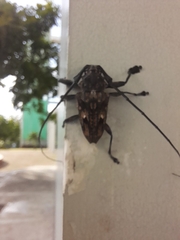 Steirastoma histrionicum