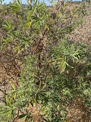 Lupinus arboreus