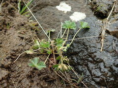 Geranium solanderi