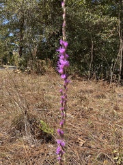 Liatris tenuifolia