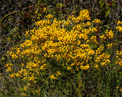 Calceolaria ascendens