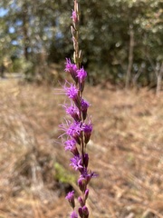 Liatris tenuifolia